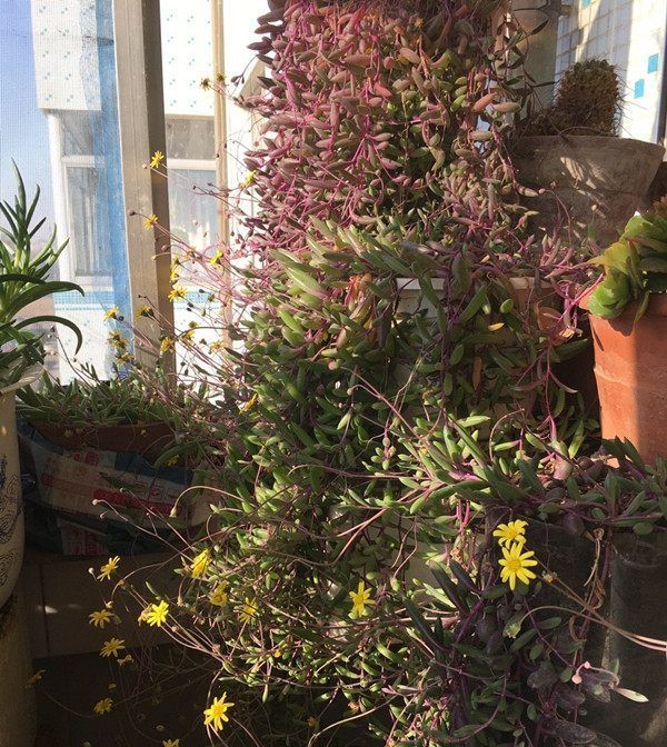 「植物」最好养的多肉植物,夏天也能养,花叶俱美多季开花!