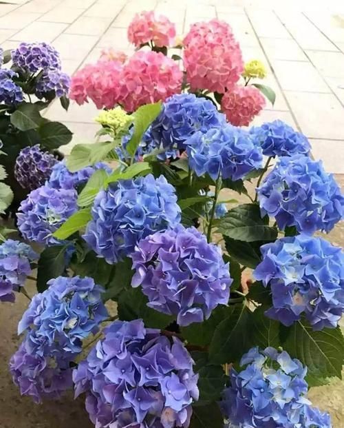  #荷花仙人球#6种大型花，花苞直径20公分，摆家里太大气