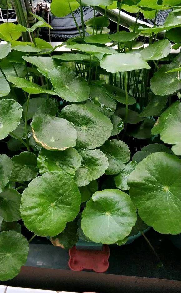  【这本】这本绿草很好养，土培和水培都很好养，家里一盆，长得真茂盛！