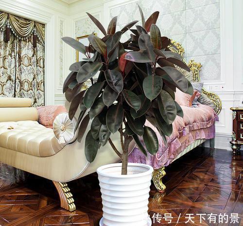 储水■客厅养花,聪明人选这4种,自带储水器,耐旱又大气,旺人又旺宅