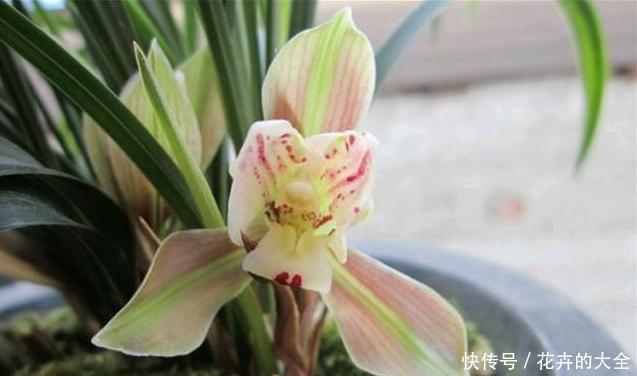 「机液肥」养兰花,试试这种“树枝”,催根长旺,叶子绿油油,管用