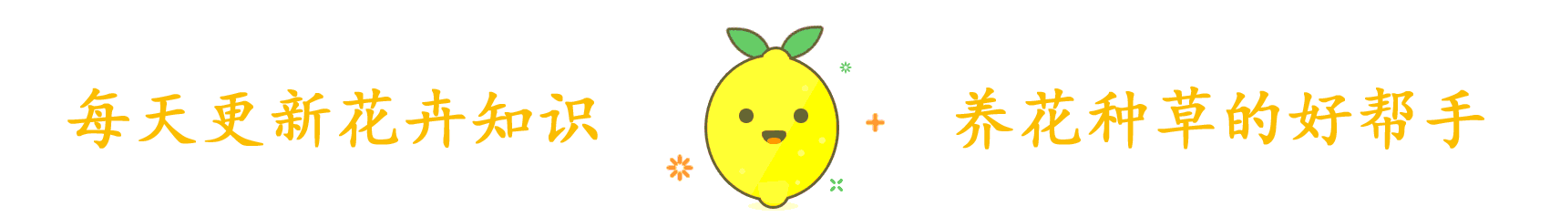 『种植物』一种“椒草”长出大斧子,开春养护要狠心修剪,窜出更多新枝