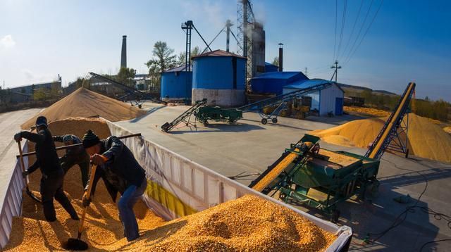  「玉米」玉米价格“1元”要终止？400万吨进口玉米要来了