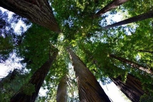 世界上最大的一棵树，有2800多吨重，刚种下的时候还是商朝