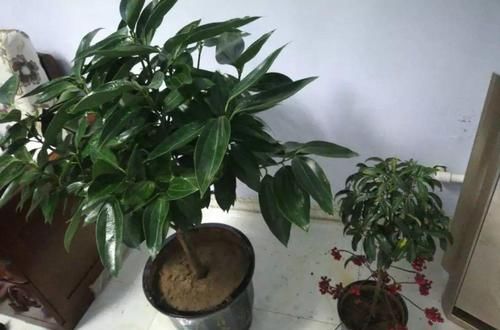  黄叶@5种花怕乱浇水，浇错了就黄叶，更别指望开花了！