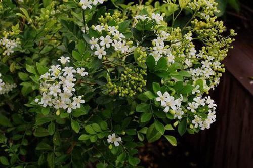  『香味』开花飘香“九里”，周杰伦为它作曲，养盆九里香，比香水香十倍