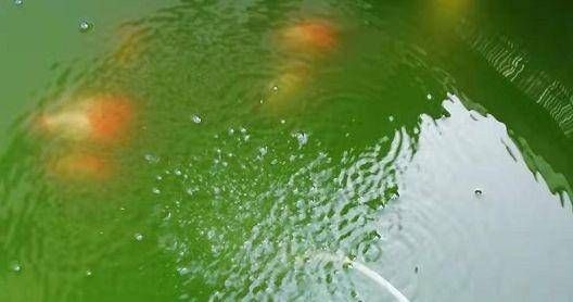  「作用」你对鱼缸里的绿水了解多少？