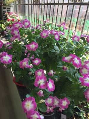 『这款』花期最长的植物是这款,天天有花开,养护容易,是阳台盆栽佳品