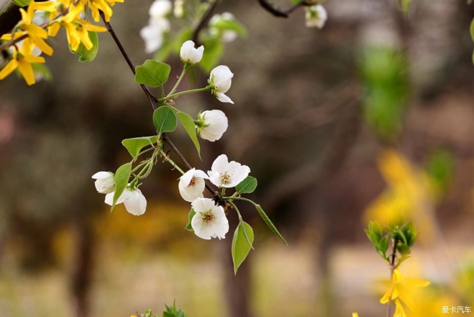  【梨花】【春龙】那年梨花盛开时