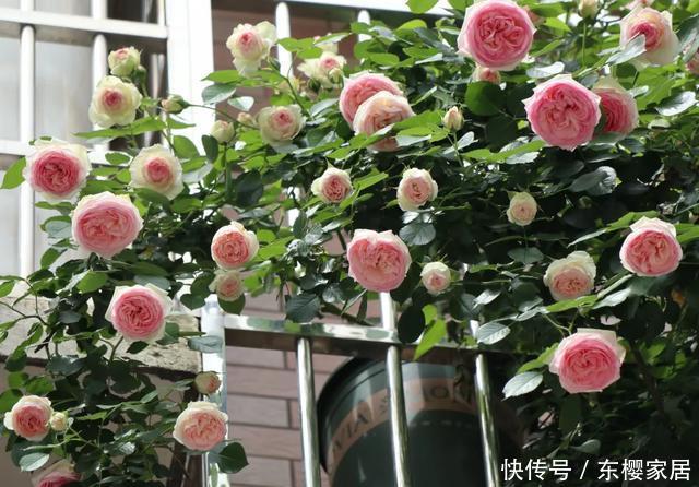 「只养」只养这1种花,就能打造绝美花园和阳台!月季品种和养护要点!