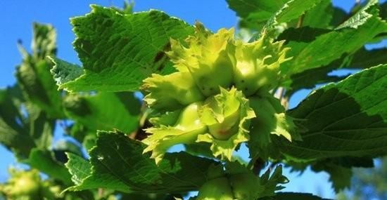  「花粉」如何收集榛子雄花粉？