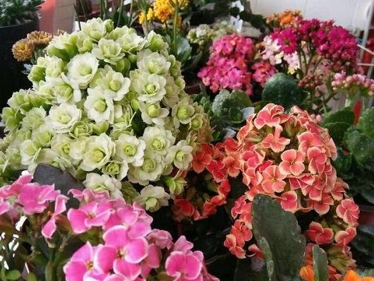  开花：长寿花这样施肥,才能保证叶子肥厚,花大又艳,开花更多