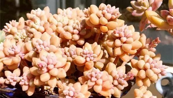  【搜罗】史上最全“懒人植物”大搜罗，看看哪盆才是你的心头好