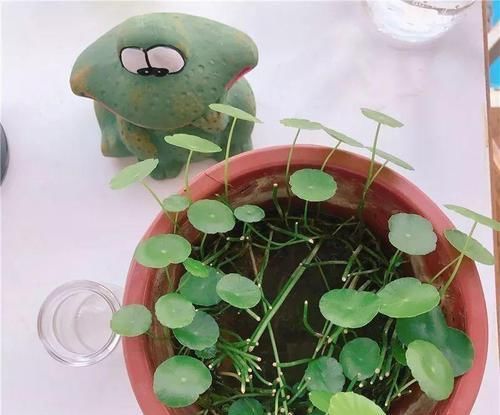  『随便』这种绿植有水就能活，养法很多，随便剪一剪，不用3天长满盆