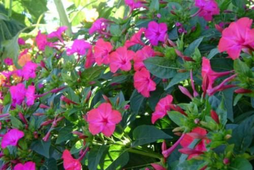  #看起来#农村路边的野花，看起来像小喇叭，曾是农村娃的玩物，