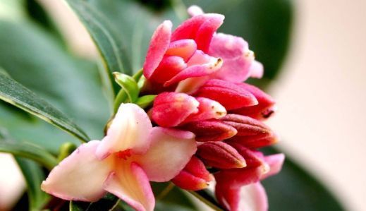  带有香味：“3种花卉”带香味，像是“天然香水”，夏天养1盆，蚊子不敢来