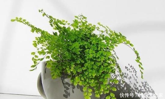 #室内#4种耐阴花,就喜欢见“弱光”,好养又好看,最适合在室内养