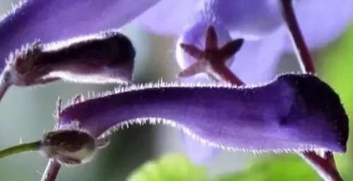 『艳丽』养花就养艳丽的,花色似胭脂,花朵娇柔优雅,盛开时繁花似锦,美