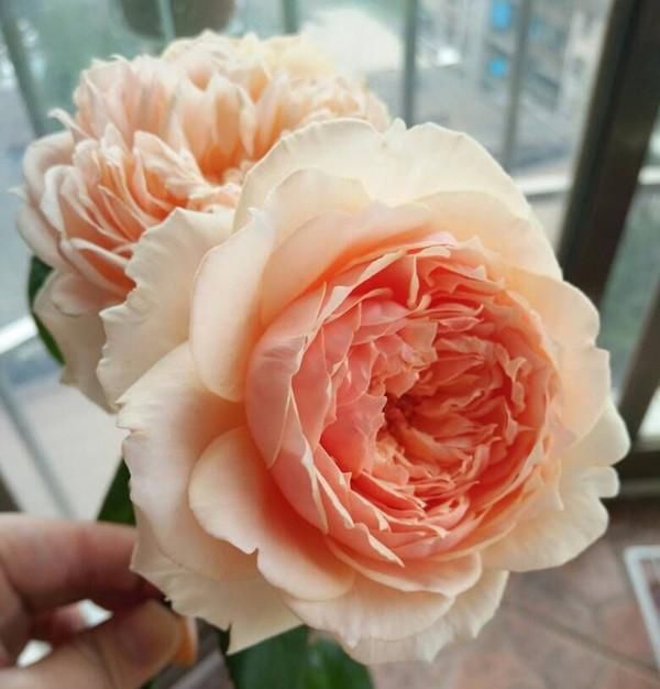  「值得」一款花超香的盆栽，比兰花还香，颜值也高，全年开花，很值得种植
