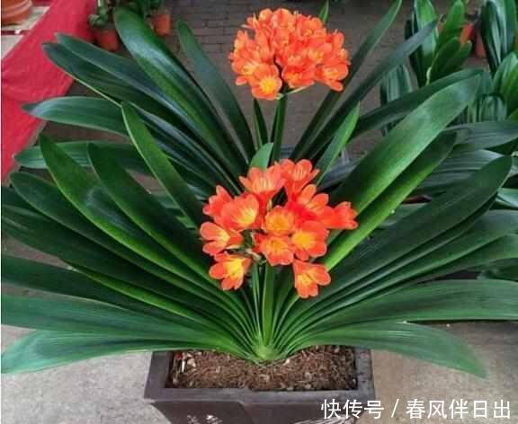 『开爆』君子兰养得好不好,看叶子就行了,油光瓦亮、花开爆盆就是好兰