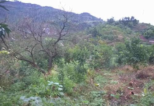  【费用】农村宅基地建房要收费？只需要缴纳这三项，其他费用不