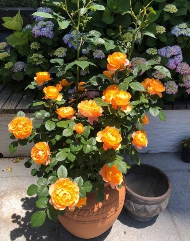  『露台花园』造花园，一定不能少这3种花，每一种都是当之无愧的开花机器！