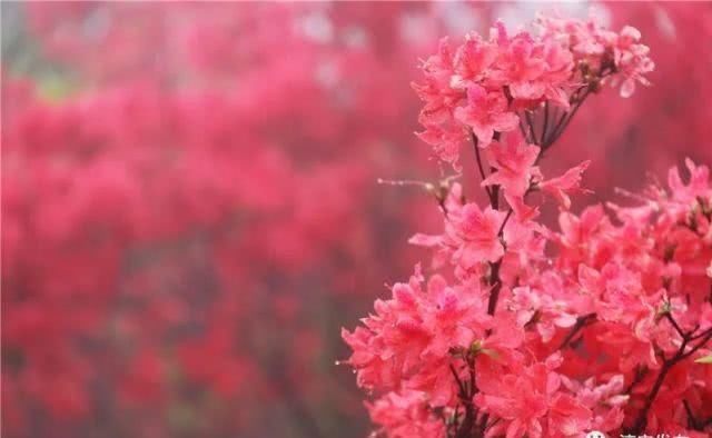 『枫树岭镇白马乳洞山』此景只应天上有!淳安这里美得“惊心动魄”……