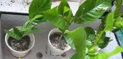  『扦插』栀子花扦插很简单，一个塑料瓶，半个月冒根，三个月开花成盆栽