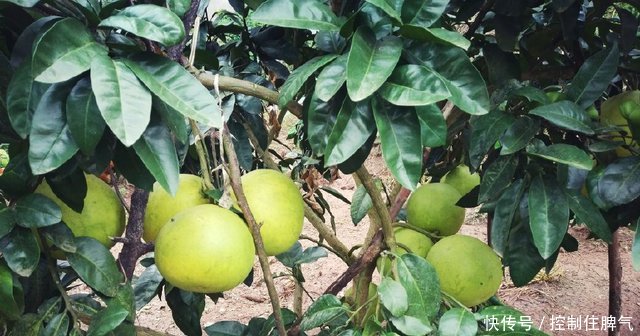 四川农村大叔种的水果，一树能摘100多斤，这挂果率也太高了吧