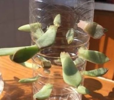  「花盆」塑料瓶当花盆，阳台变成“艺术展厅”，只是用了这几个方法！