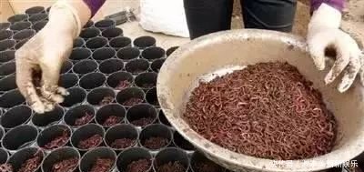 用粪便养殖蚯蚓，变废为宝！