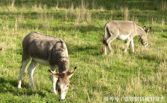  时间■巴基斯坦为中国养驴，驴皮价16年暴涨150倍，中国驴却受到