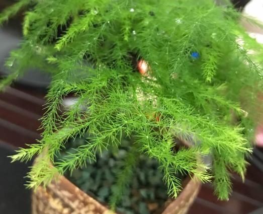 「家里」家里有文竹,每月都要剪一刀,黄叶全消失