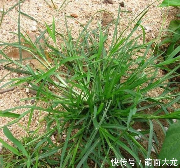  「牛筋草」乡间1种“野草”，长路边不起眼，农民当害草，竟有人