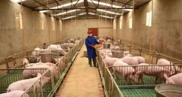 农村3类养殖户将严查，违规面临高额罚款！避免吃亏早准备