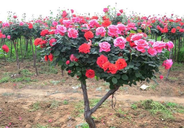 此花一年花开300天，花色艳丽，埋土就活，种2棵庭院变花海