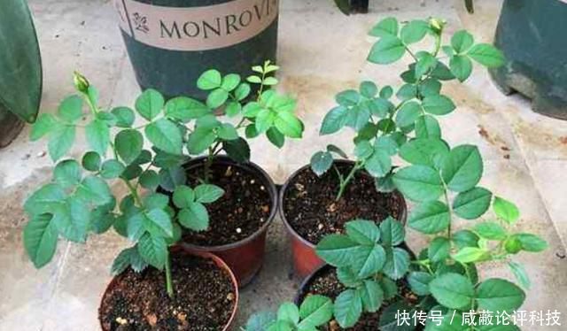 你个@扦插植物有难度?教你个最简单的方法,插什么活什么,太简单了