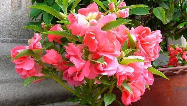  #喜欢#颜色丰富开花可爱，凤仙花的作用可真不少！小姑娘都很喜欢！