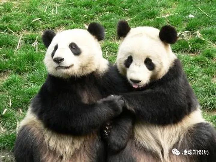 成都与重庆，谁才是中国西南的枢纽?