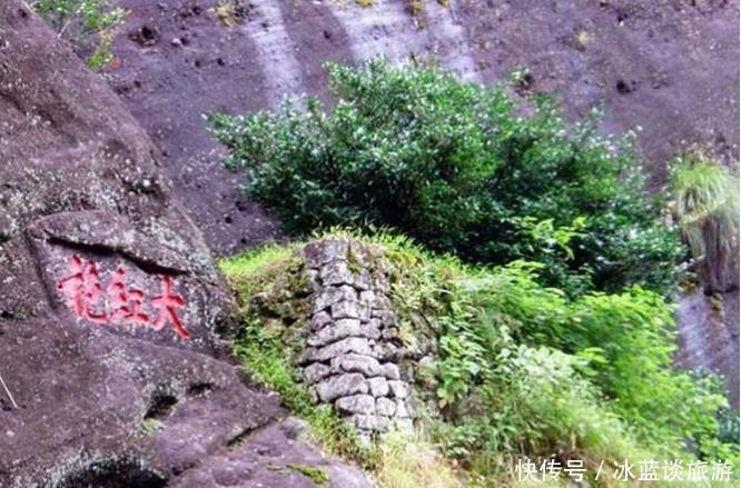 中国最珍贵的3棵树：树叶价值堪比黄金，其中一棵派专人日夜看守