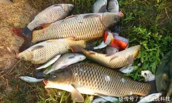  『选用』野钓浮漂的选用和调漂原则，能否连竿上鱼，跟调漂关系很大！