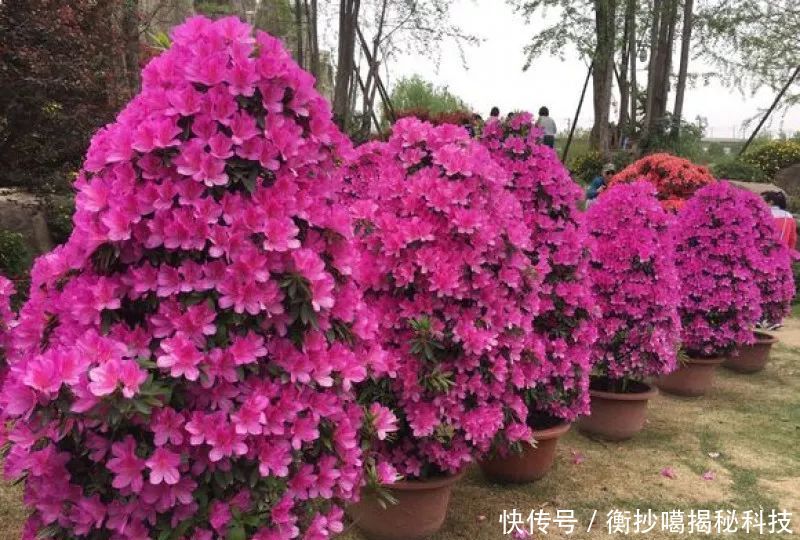  小妙■养花小妙招，花开爆满盆