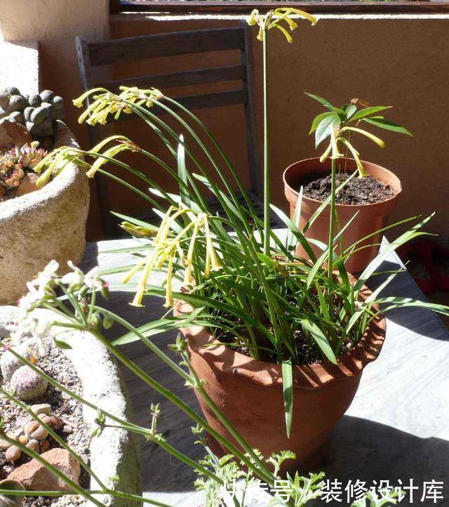  阳光|一根枝条开出一球花，开花快花量大，名叫垂筒花能家养