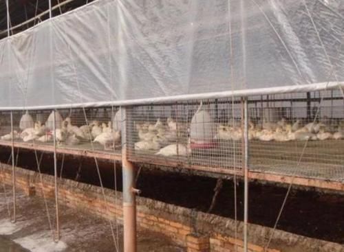  「温氏集团」从8000元到2000亿，这家企业靠养鸡让43位农民身家