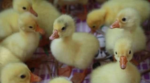  利润：养殖1000只鹅成本投入需要多少钱？有利润吗