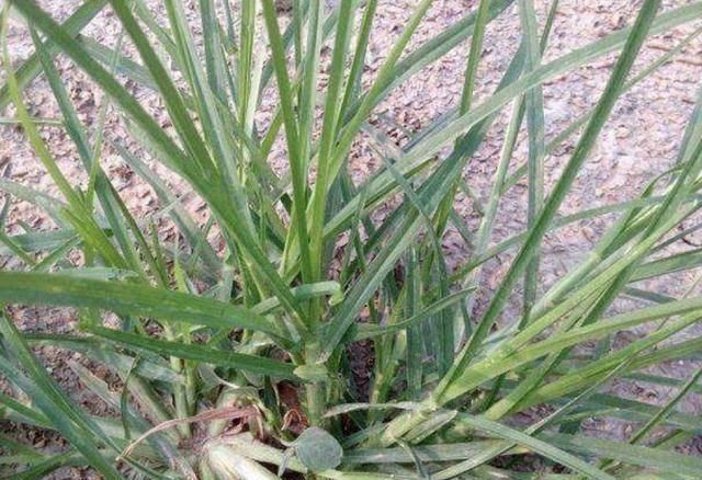  「河岸」河岸上有1种“牛筋草”，看到别踩踏，和车前草一样，价值高