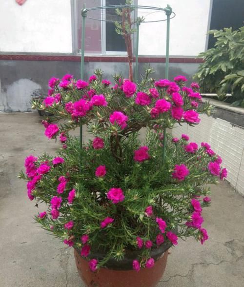  【草花】太阳花还是草花吗？大神居然把太阳花养成了花树，开花爆盆成花塔