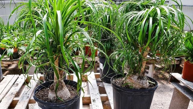  「盆栽」家里养酒瓶兰盆栽，叶子全部低垂，一两个月不浇水都没问题