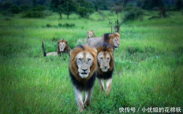 『对手』曾几何时,六头雄狮称霸草原,战斗力令对手闻风丧胆