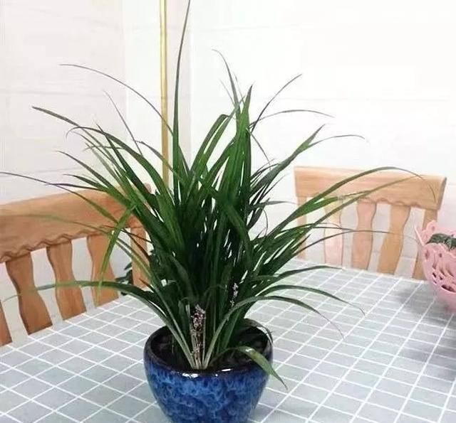  [排水良好]家养三种“幸运草”，招福旺运惹人爱，清新又悦目
